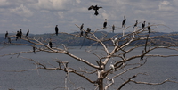 cormorant tree Jinja, East Africa, Uganda, Africa