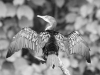 cormorant drying wings Jinja, East Africa, Uganda, Africa