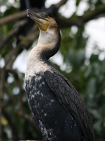 cormorant Jinja, East Africa, Uganda, Africa