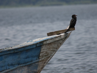 cormorant standing guard Bugala Island, East Africa, Uganda, Africa