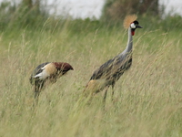 uganda crowned crane Murchison Falls, East Africa, Uganda, Africa