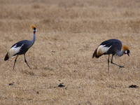 crowned crane Ngorongoro Crater, Arusha, East Africa, Tanzania, Africa