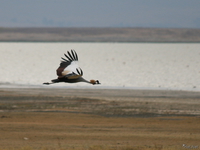 view--flying crested crane Ngorongoro Crater, Arusha, East Africa, Tanzania, Africa