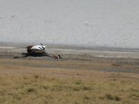 flying crowned crane Ngorongoro Crater, Arusha, East Africa, Tanzania, Africa