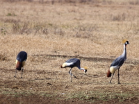 crowned cranes trio Ngorongoro Crater, Arusha, East Africa, Tanzania, Africa