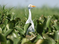 cattle egret Kisumu, East Africa, Kenya, Africa