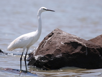 little egret Kisumu, East Africa, Kenya, Africa