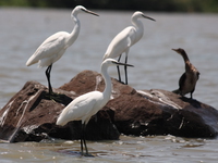 little egrets and cormorant Kisumu, East Africa, Kenya, Africa
