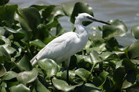 little egret Kisumu, East Africa, Kenya, Africa