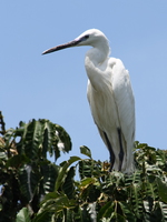 little egret Jinja, East Africa, Uganda, Africa