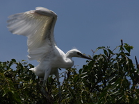 little egret takes off Jinja, East Africa, Uganda, Africa