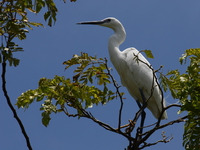 egret Jinja, East Africa, Uganda, Africa