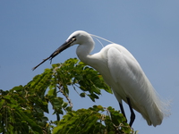 great egret Jinja, East Africa, Uganda, Africa