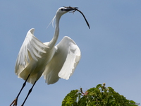 view--egret building nest Jinja, East Africa, Uganda, Africa