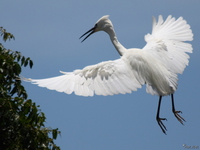 egret landing Jinja, East Africa, Uganda, Africa