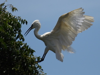 view--egret land on tree Jinja, East Africa, Uganda, Africa