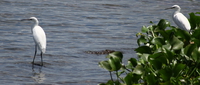 egret guards Jinja, East Africa, Uganda, Africa