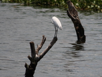 egret near samuka island Jinja, East Africa, Uganda, Africa