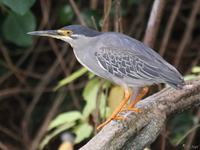 view--night heron Jinja, East Africa, Uganda, Africa