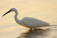 view--egret in sunset Kampala, Enteppe, Bugala Island, East Africa, Uganda, Africa