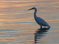 view-egret in sunset Kampala, Enteppe, Bugala Island, East Africa, Uganda, Africa