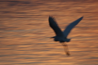 egret flying Kampala, Enteppe, Bugala Island, East Africa, Uganda, Africa