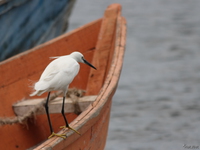 view--egret on orange boat Bugala Island, East Africa, Uganda, Africa