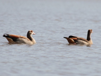 egyptian geese Kisumu, East Africa, Kenya, Africa