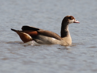 egyptian geese Kisumu, East Africa, Kenya, Africa