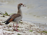 egyptian goose Bugala Island, East Africa, Uganda, Africa