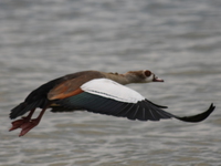 flying egyptian goose Bugala Island, East Africa, Uganda, Africa