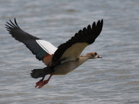 view--flying egyptian goose Bugala Island, East Africa, Uganda, Africa