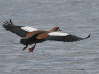 flying egyptian goose Bugala Island, East Africa, Uganda, Africa