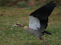 flying egyptian goose Bugala Island, East Africa, Uganda, Africa