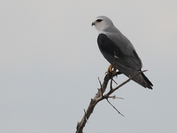 falcon Mwanza, East Africa, Tanzania, Africa