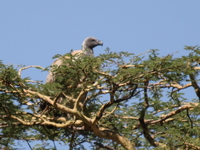 vulture Serengeti, Ngorongoro, East Africa, Tanzania, Africa