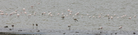 flamingos