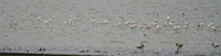 071004073732_large_group_of_flamingoes