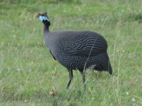 guineafowl Murchison Falls, East Africa, Uganda, Africa