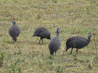 guineafowls Mwanza, East Africa, Tanzania, Africa