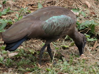 hadada ibis Bugala Island, East Africa, Uganda, Africa