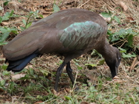 hadada_ibis