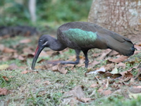 hadada ibis Bugala Island, East Africa, Uganda, Africa