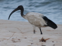 sacred ibis Bukoba, East Africa, Tanzania, Africa