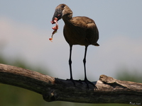 view--hammerkop Kisumu, East Africa, Kenya, Africa