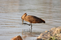 hammerkop licking foot Kampala, Enteppe, Bugala Island, East Africa, Uganda, Africa