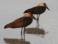 two hammerkops Kampala, Enteppe, Bugala Island, East Africa, Uganda, Africa