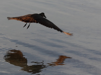 flying hammerkop Kampala, Enteppe, Bugala Island, East Africa, Uganda, Africa