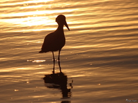 view--hammerkop Kampala, Enteppe, Bugala Island, East Africa, Uganda, Africa