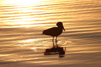 hammerkop in sunset Kampala, Enteppe, Bugala Island, East Africa, Uganda, Africa